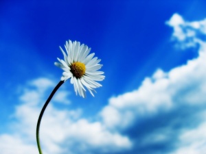 Bunga dan Langit Biru (Foto Awal)